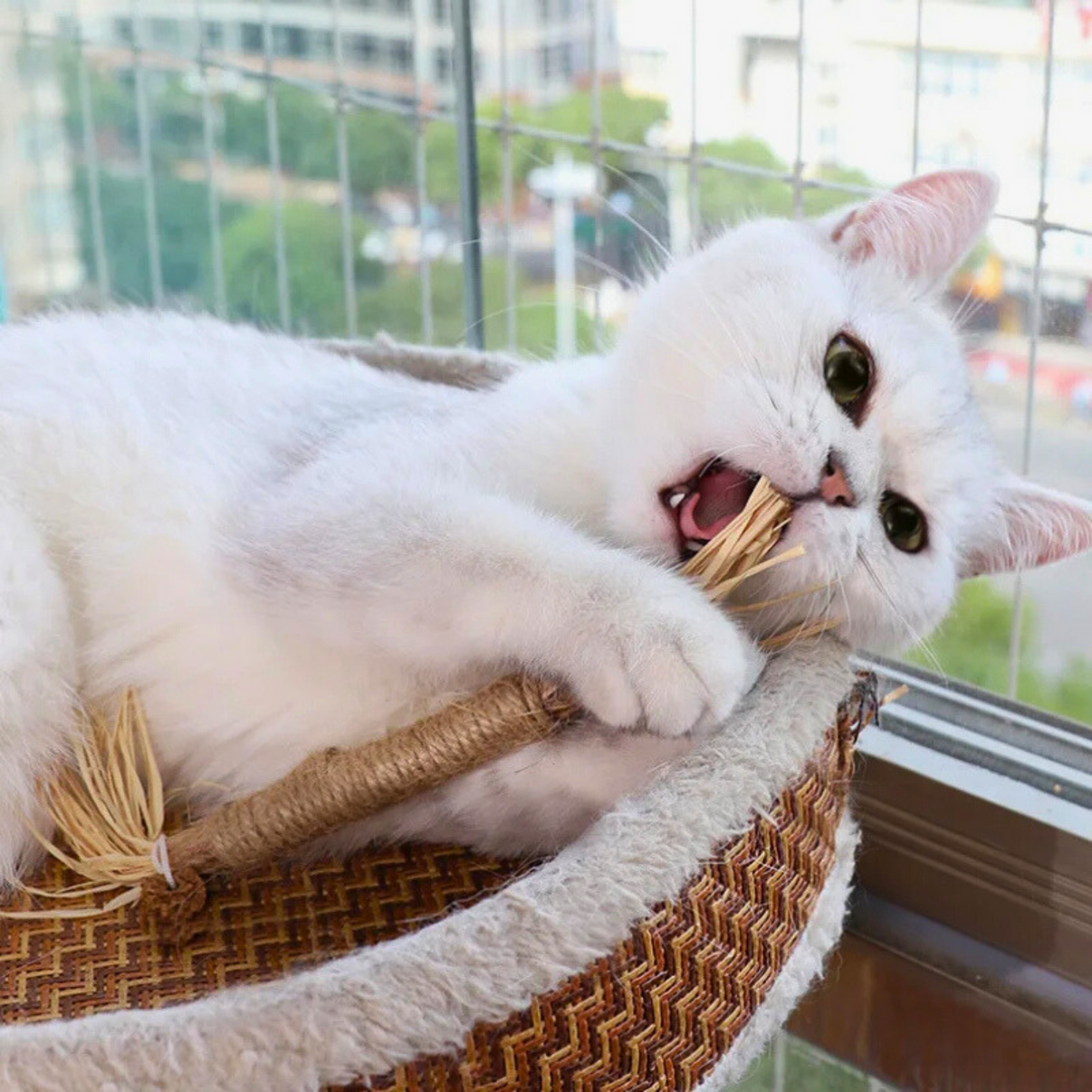 Doğal Çiğneme Çubuğu